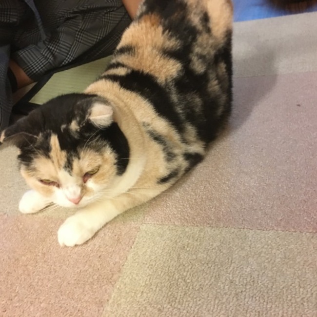 じゃじーのカバー写真