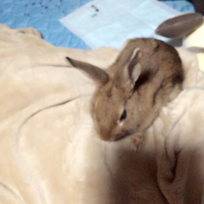 神楽定春のカバー写真