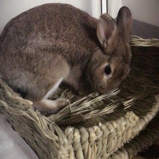 うさぎの里親募集