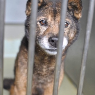 穏やかでとてもお利口さんなルウ君です