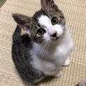 7月生まれの元気過ぎる子猫です‼︎