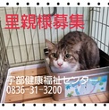 時間がありません　甘えん坊のキジシロくん