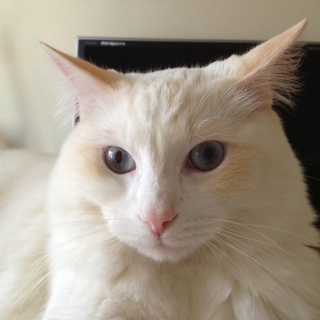 ラグドール 静かなイケメン