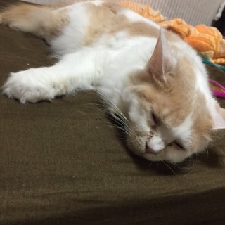 現在32歳の猫ちゃんの里親さん募集