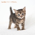 キジトラ子猫　トリートちゃん　里親様募集中！