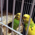 セキセイインコの仲の良いペアを大事にしたくれる方‼