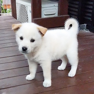 2ヶ月弱の小さな姉弟です。飼いやすいです！