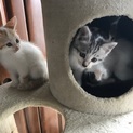 可愛い子猫の里親さん募集します。