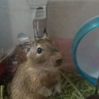 デグーの男の子(3ヶ月)の里親さん募集しています。