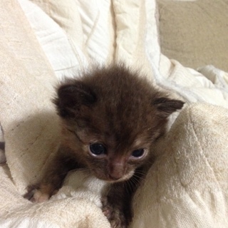 無事、里親様が決まりました！