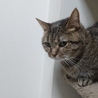可愛がっていたねこのみみ