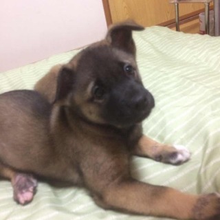 可愛い3兄弟保護しました