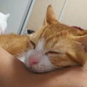 子猫里親募集中！