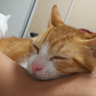 子猫里親募集中！