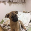 可愛い3兄弟保護しました