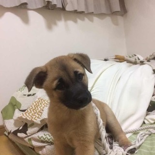 可愛い3兄弟保護しました