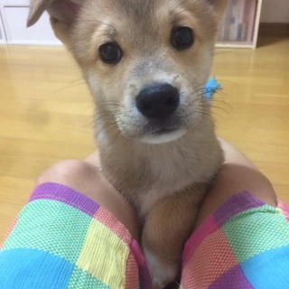 可愛い3兄弟保護しました