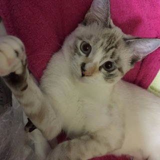 女の子❤シャム風❤ブルーアイ　８ヵ月