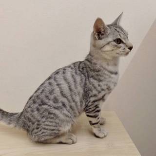 5～6ヶ月の男の子