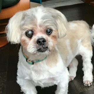 「えい吉」マイペースで穏やかな甘えん坊。