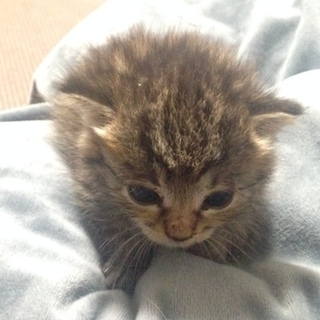 無事、里親様が決まりました！