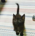 黒猫　(男の子）　約3か月　子猫　里親募集！！