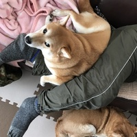 きなこ