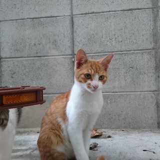 雄ですがおとなしく優しい性格です。