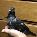 ハト