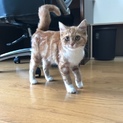 丸顔で尻尾がふさふさです