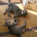 子猫の家族になってください‼️