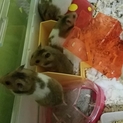 ゴールデンハムスターメス