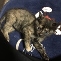 生後およそ三週間の子猫ちゃんです。