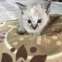 シャム系の子猫ちゃん