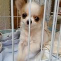 小さなチワワ君   ボブ君 最後まで読んで下さい。