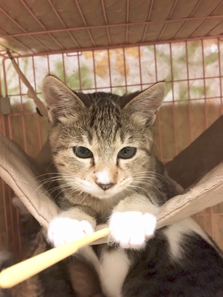 足のハート柄を探して ち 東京都 猫の里親募集 1414 ペットのおうち 月間利用者150万人