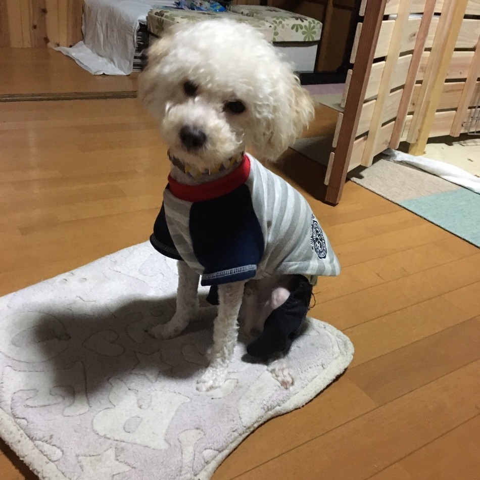 ゴンのカバー写真