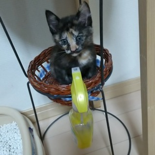 困り顔がキュート☆りんちゃん♪