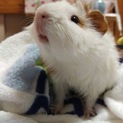 引き取り先を探しています。