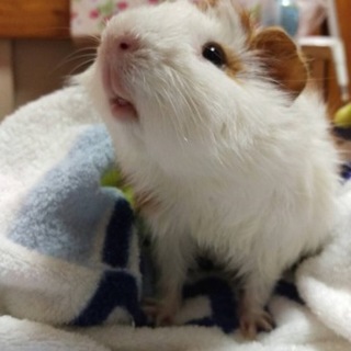 引き取り先を探しています。