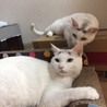たむしま