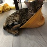 46nekosama