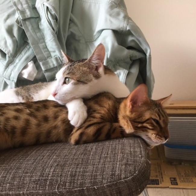 46nekosamaのカバー写真