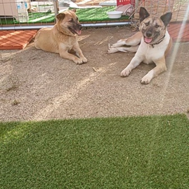 2000の野犬たちを救え！プロジェクトのカバー写真