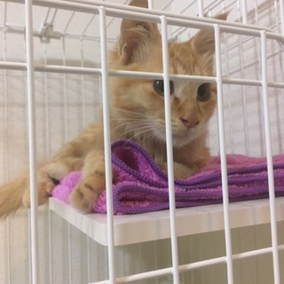 フサフサ茶トラの柔らか男子　一時停止