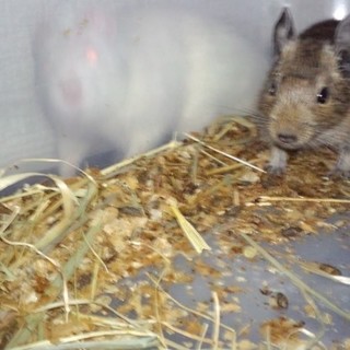 デグーマウスの子供、雄1匹里親募集です。