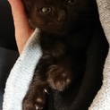 可愛い子猫ちゃん(女の子)のお家を探しています！