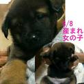 レスキューした母犬が産んだ仔犬の里親募集！