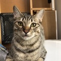 人懐こいキジトラの子猫です！