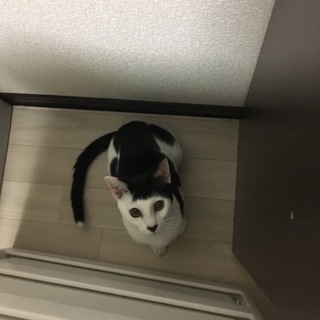 前髪パッツンイケニャン男子